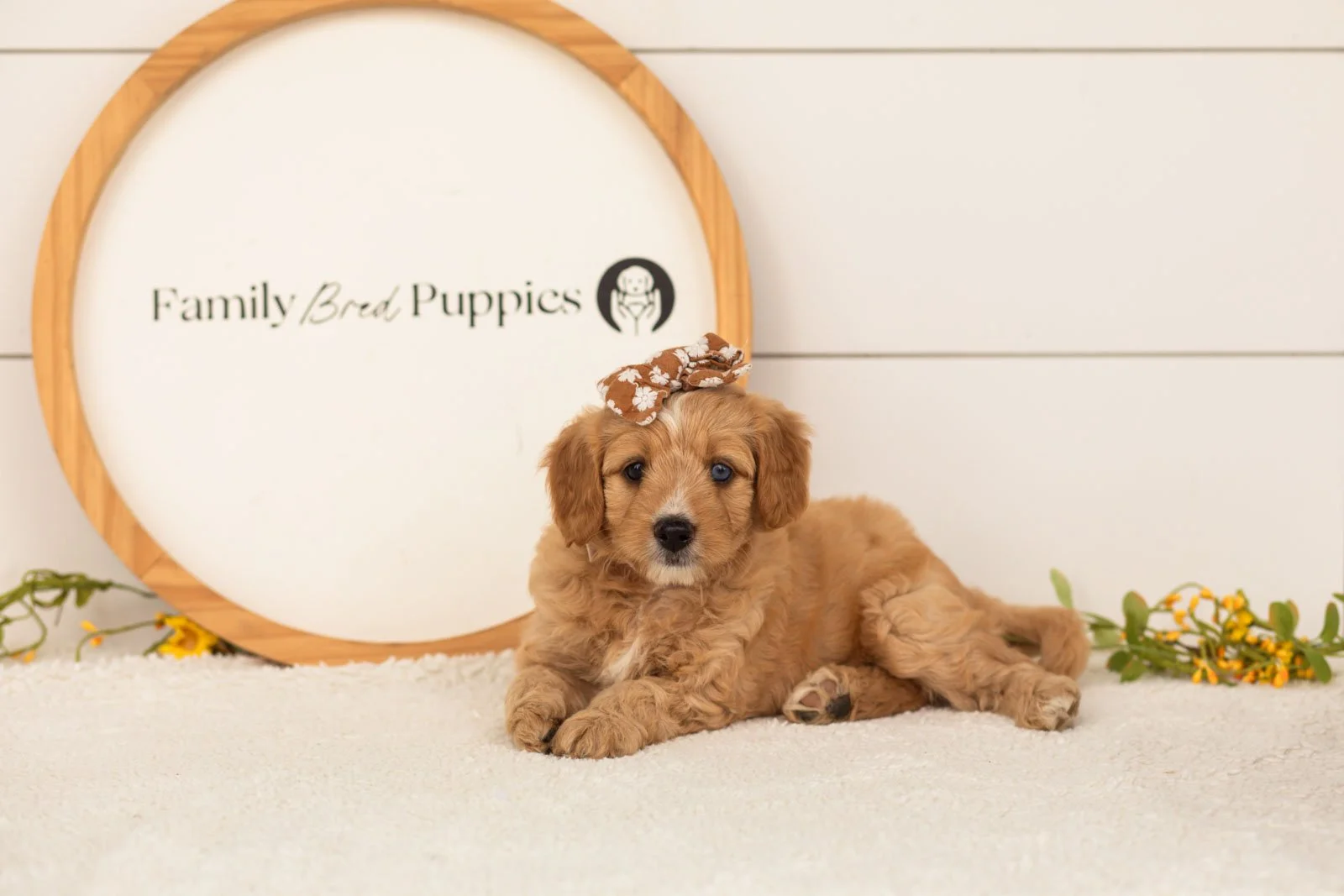 Glory goldendoodle for sale.jpg