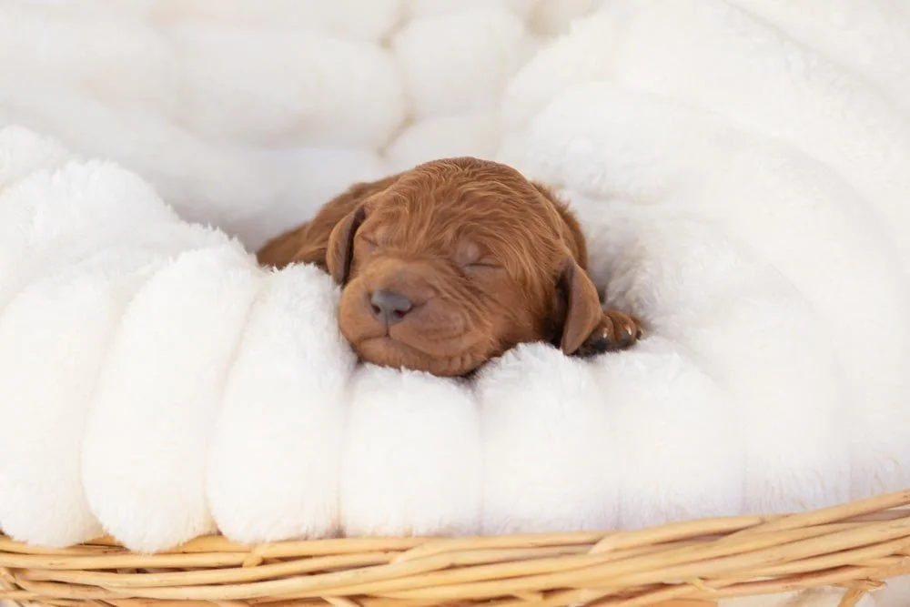 Titan goldendoodle for sale..jpg