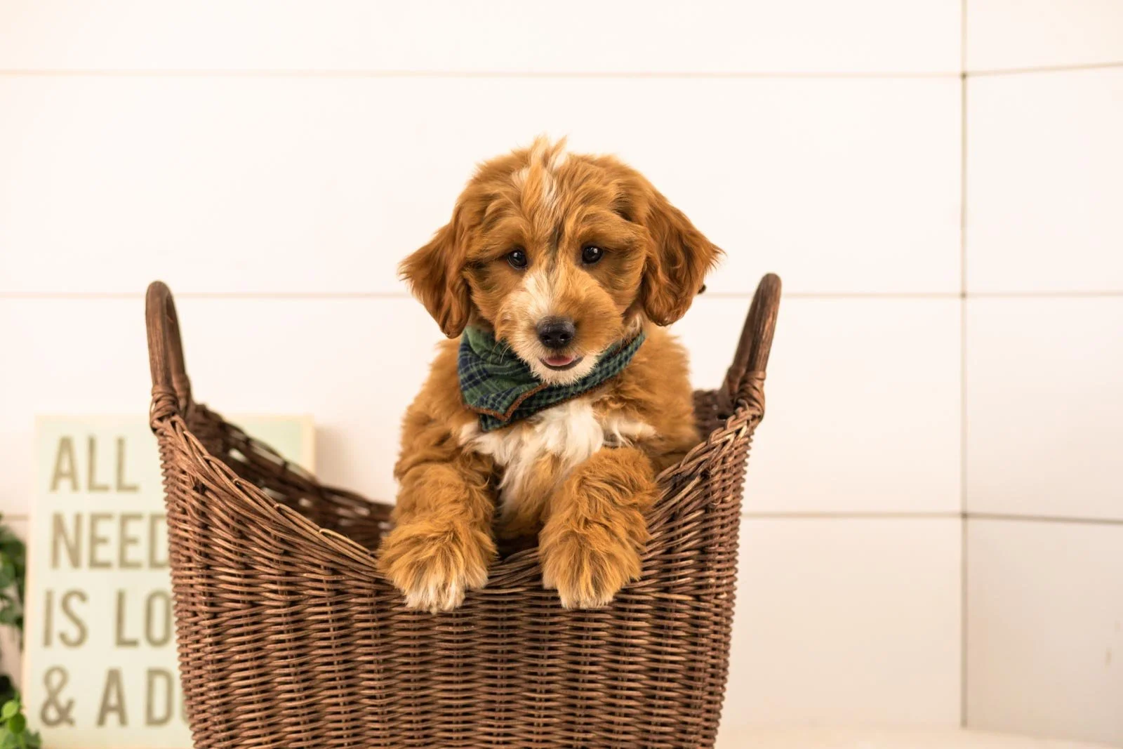 Bobby goldendoodle for sale.jpg