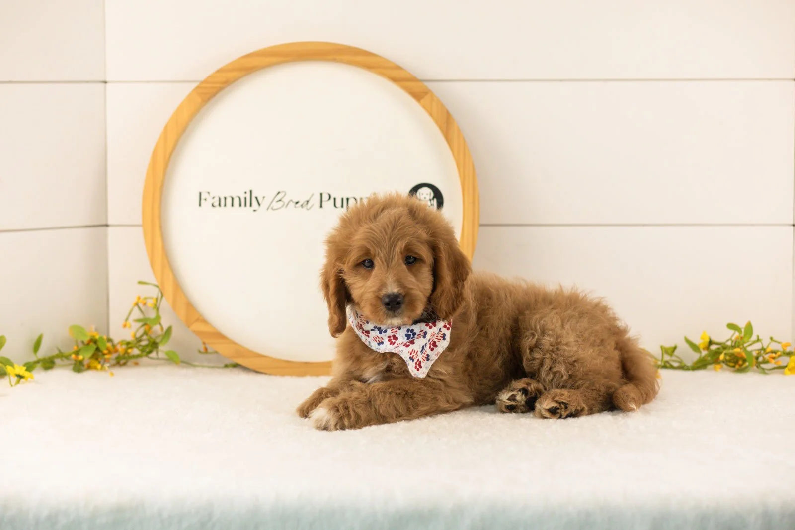 Munster goldendoodle for sale(2).jpg