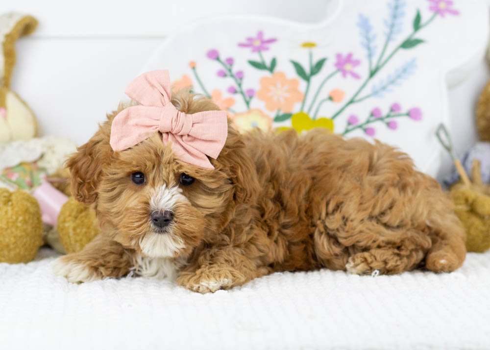 Mocha 1-10-26 Princess 3. 1 oz_-3.jpg