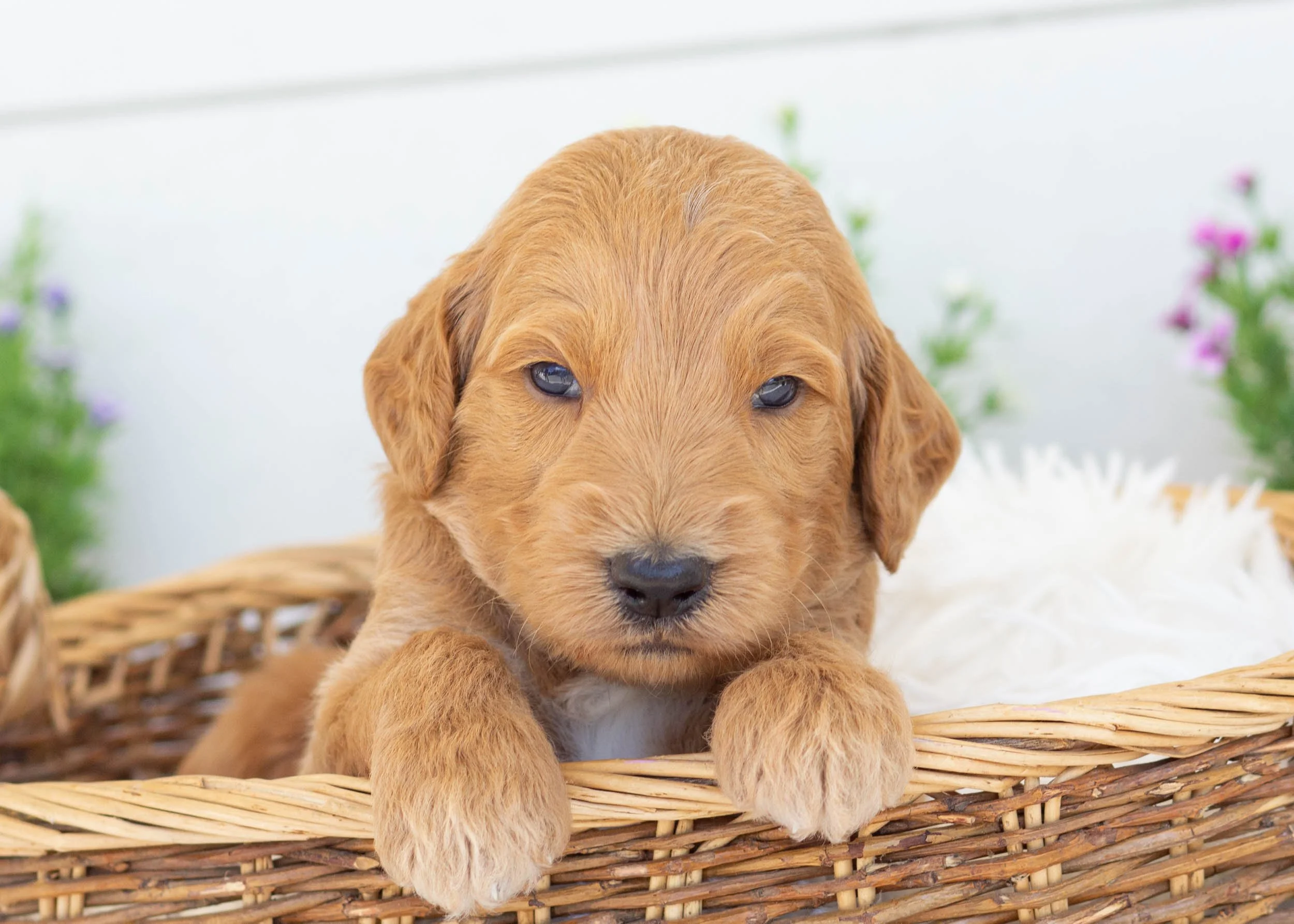 Fred goldendoodle for sale.jpg