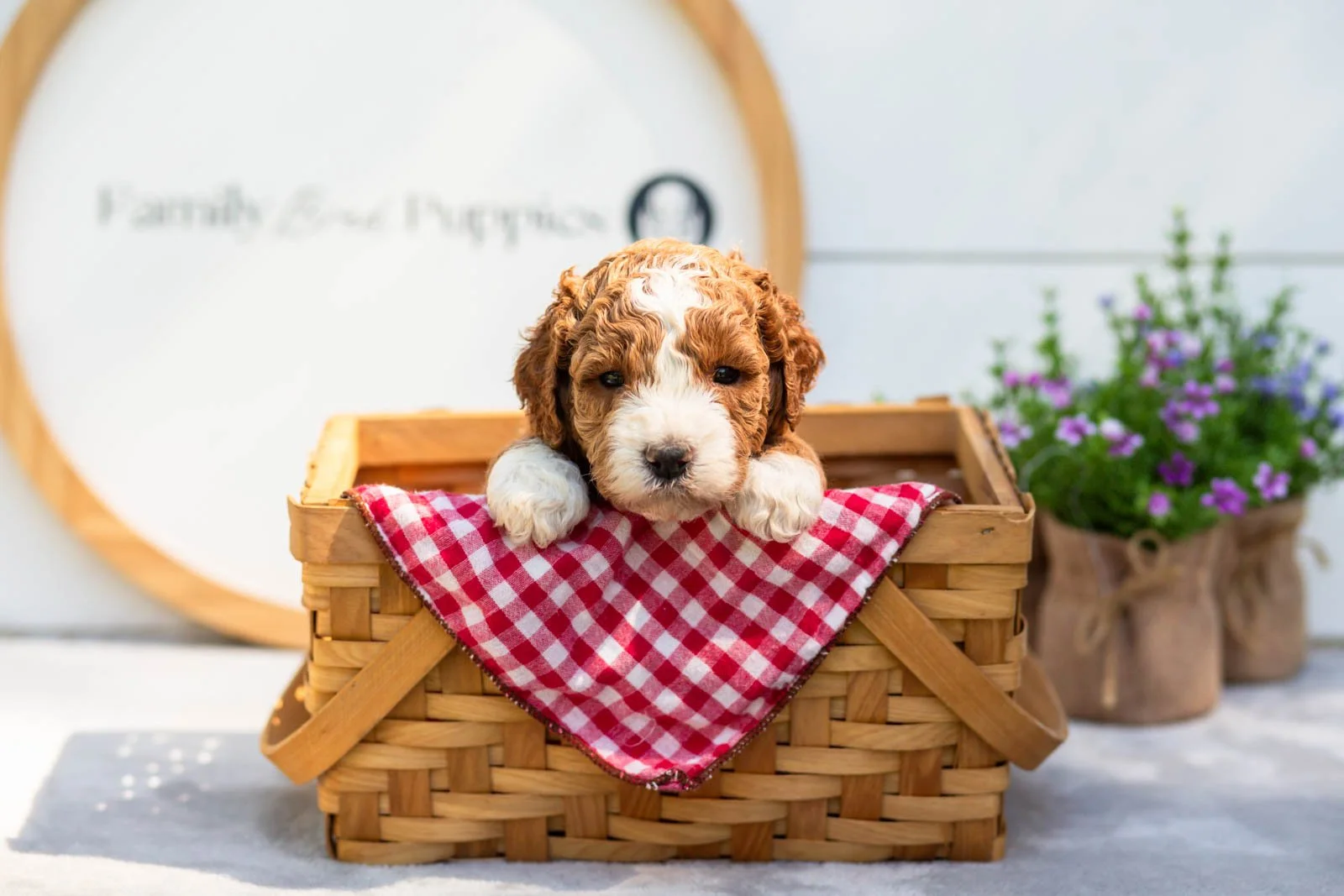 Basil goldendoodle for sale(2).jpg