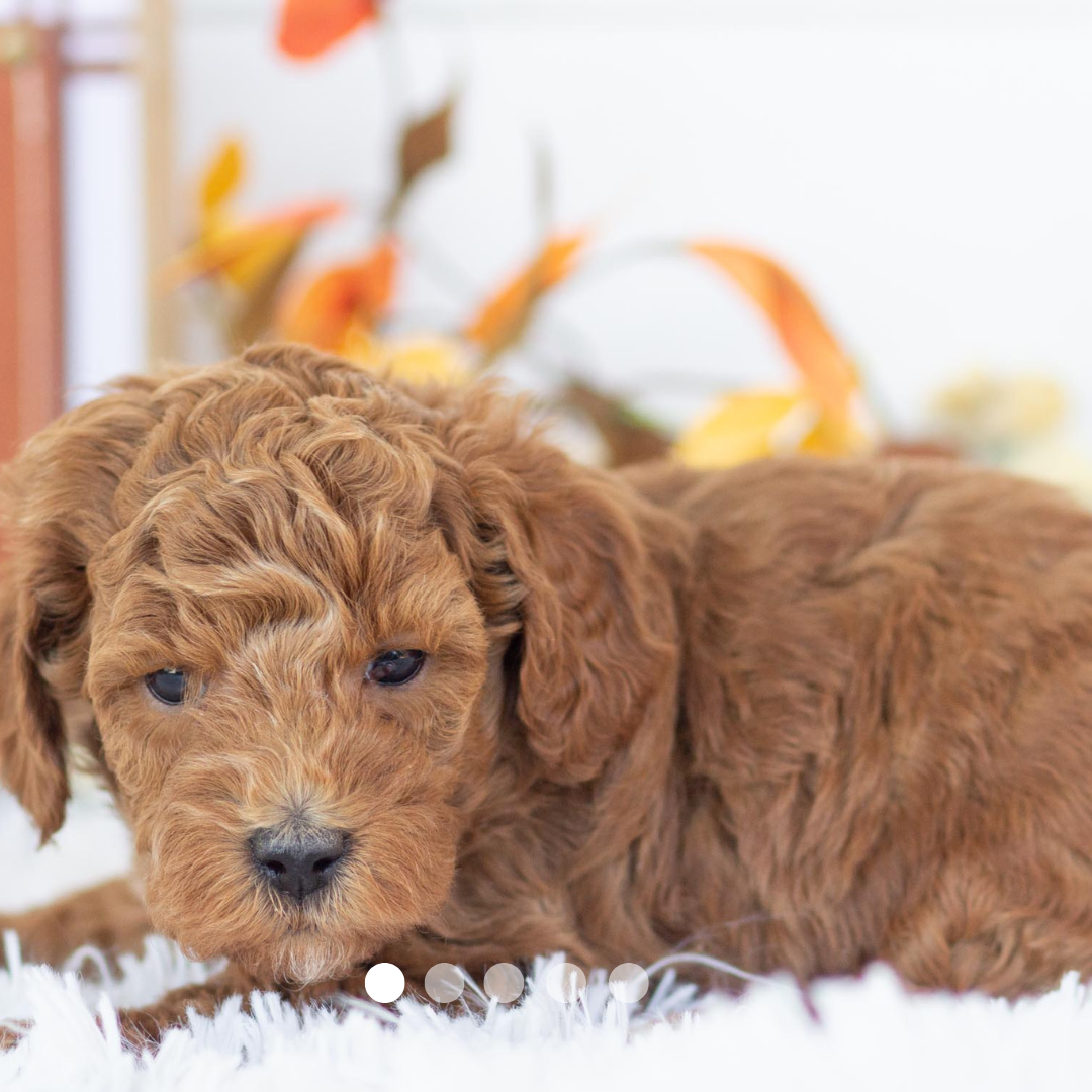 Copy of FBP Design.png