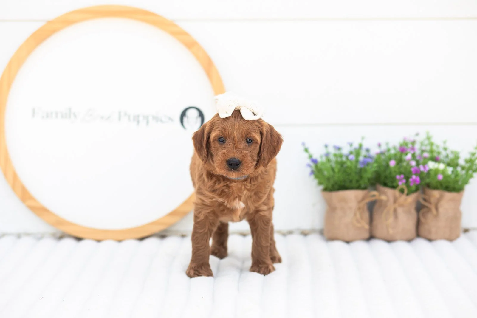 Molly goldendoodle for sale.jpg