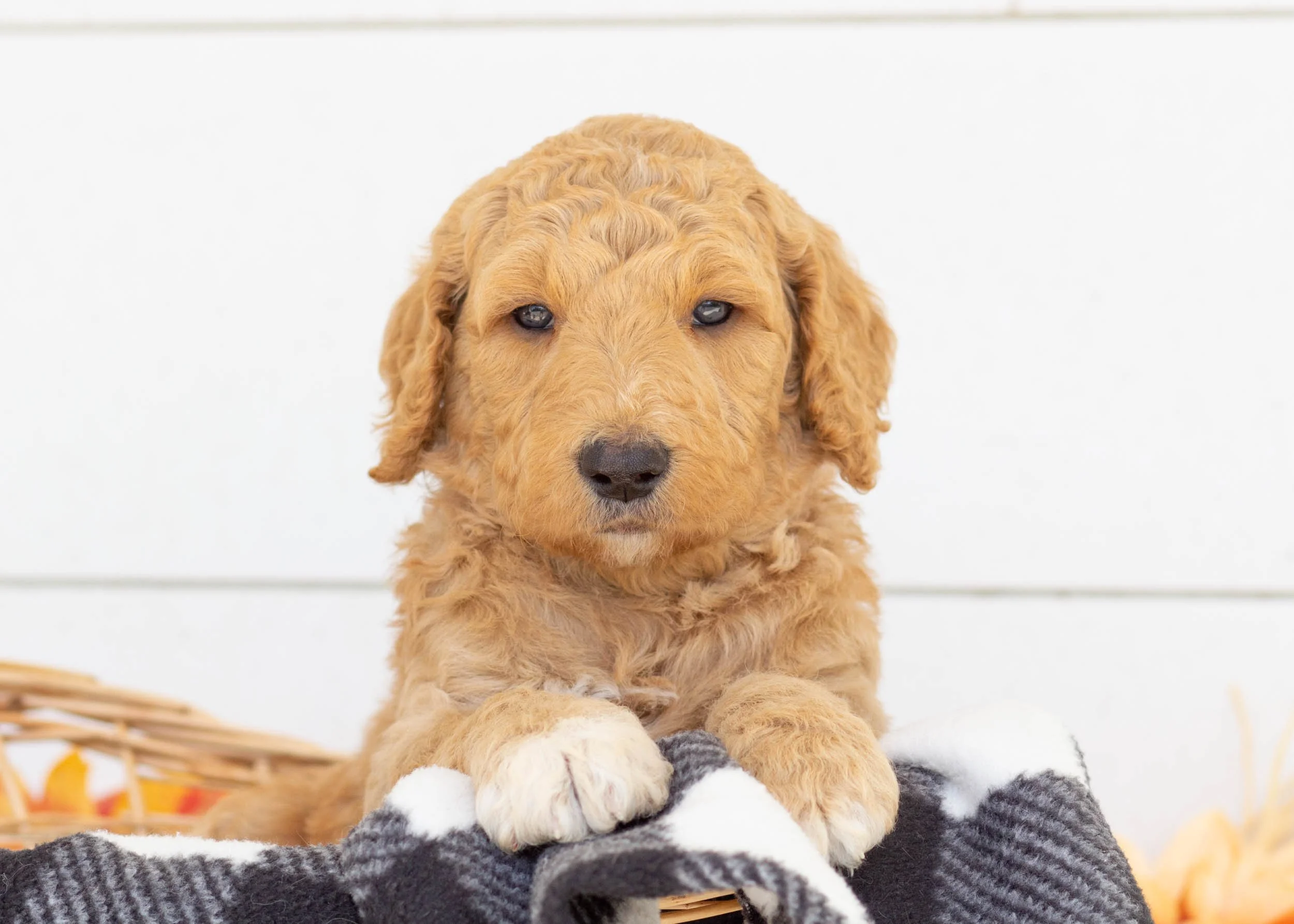 Ricky goldendoodle for sale(1).jpg