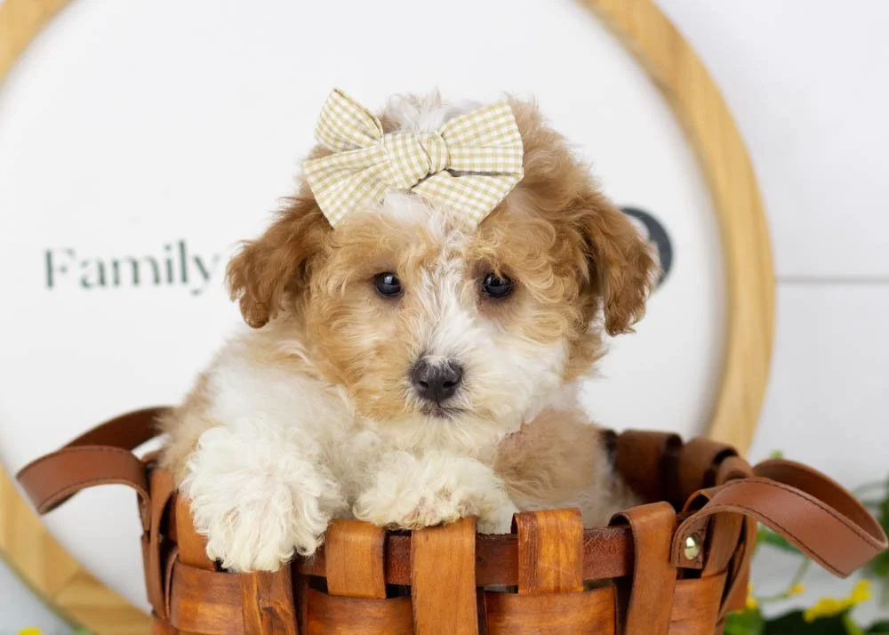 Denalli goldendoodle for sale(1).jpg