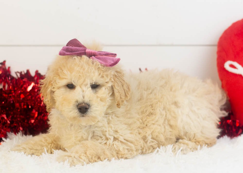 Darling goldendoodle for sale.jpg