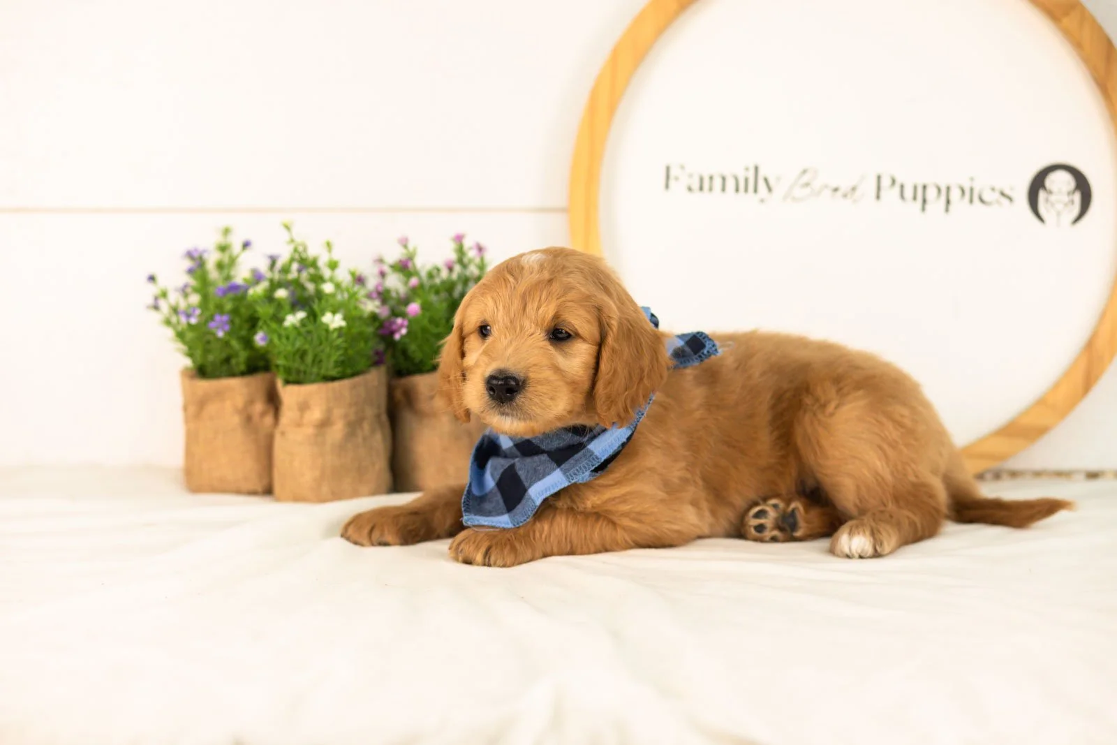 Putzie goldendoodle for sale(3).jpg