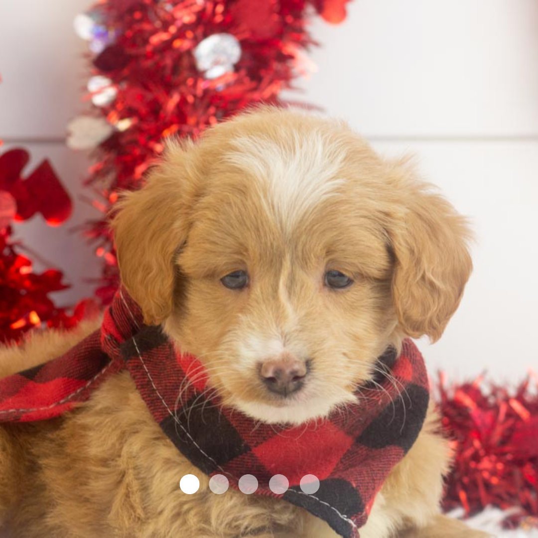 Copy of FBP Design.png