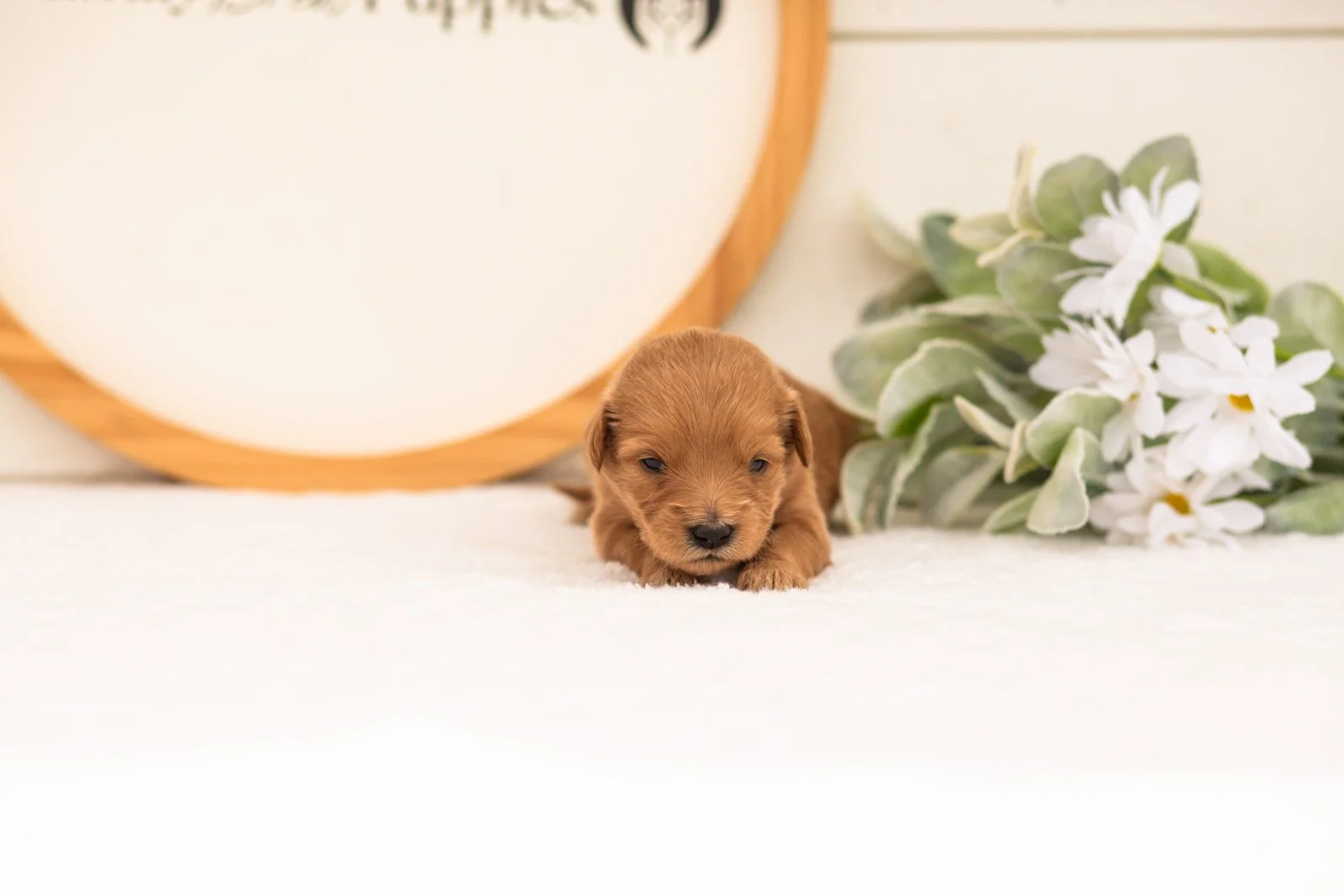 Ellie goldendoodle for sale(1).jpg