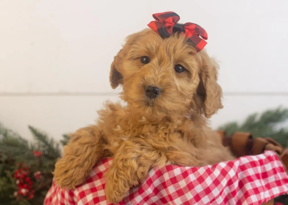 Lynx goldendoodle for sale(1).jpg
