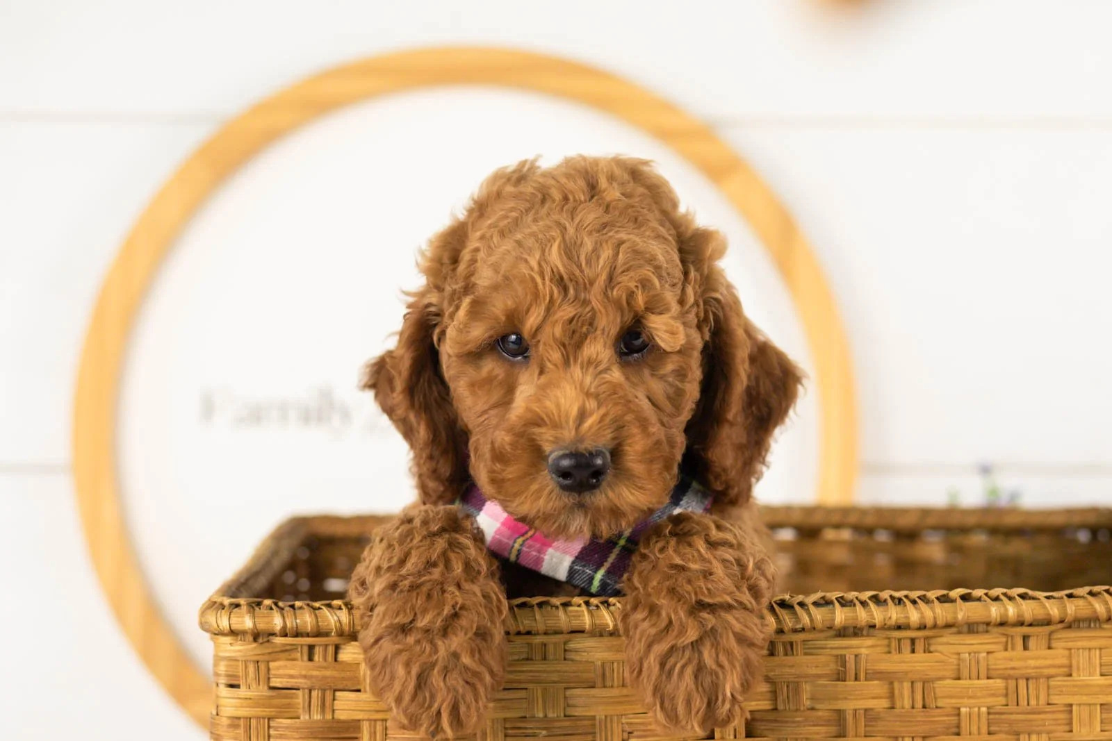 Glacier goldendoodle for sale(3).jpg