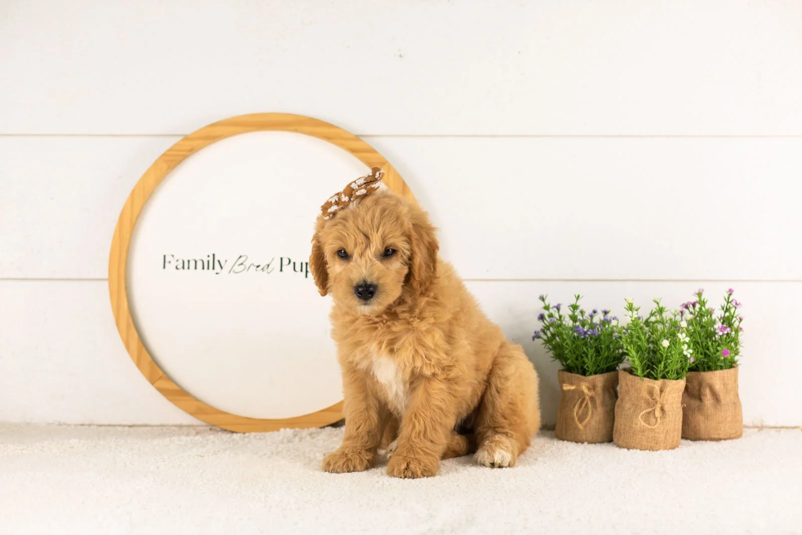 Marty goldendoodle for sale(2).jpg