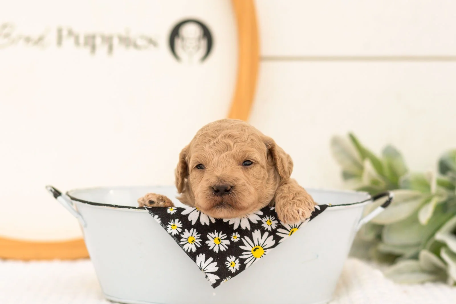 Cindy goldendoodle for sale(3).jpg