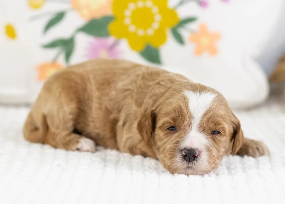 fable goldendoodle for sale.jpg