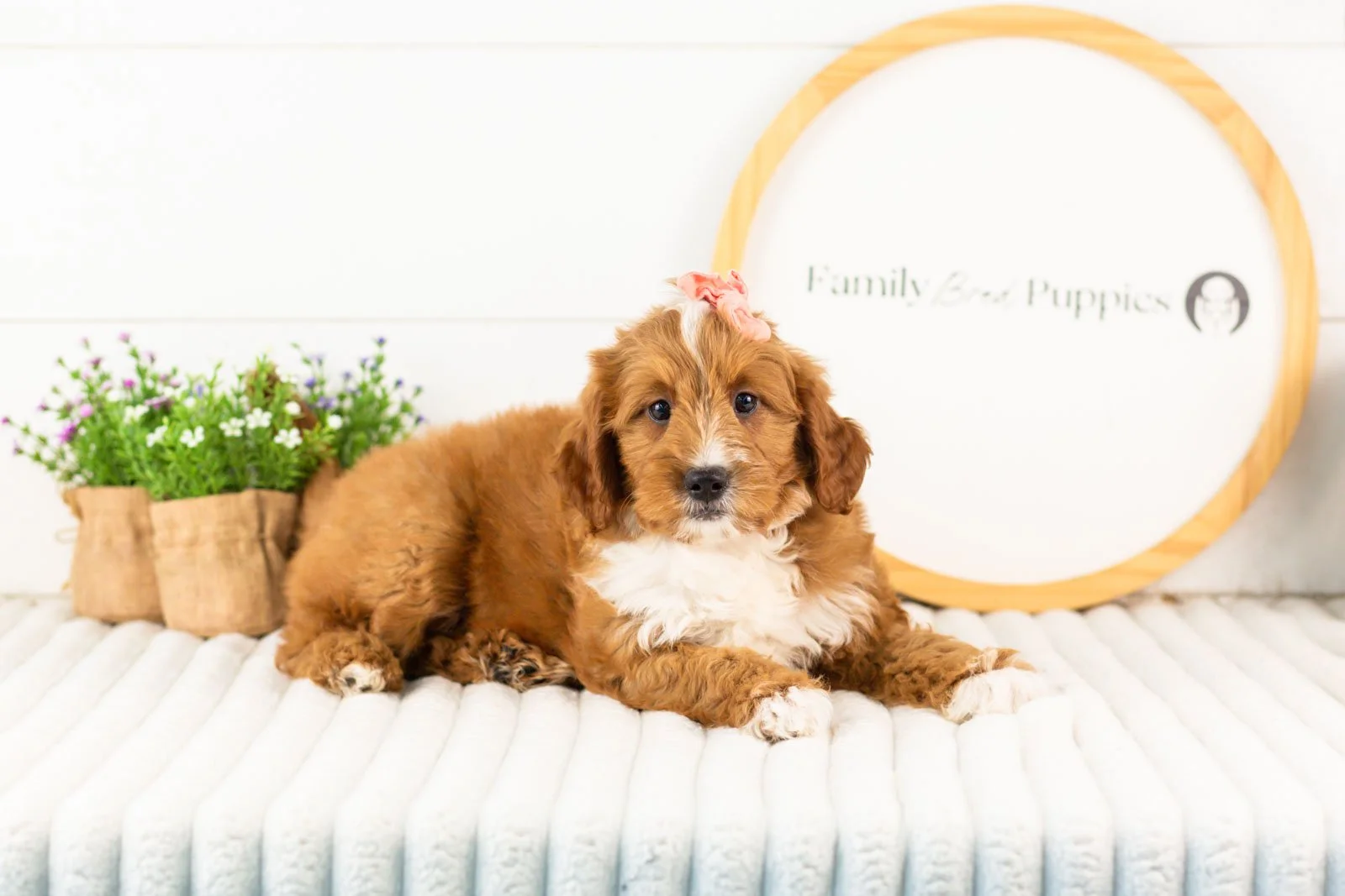 Calle goldendoodle for sale.jpg