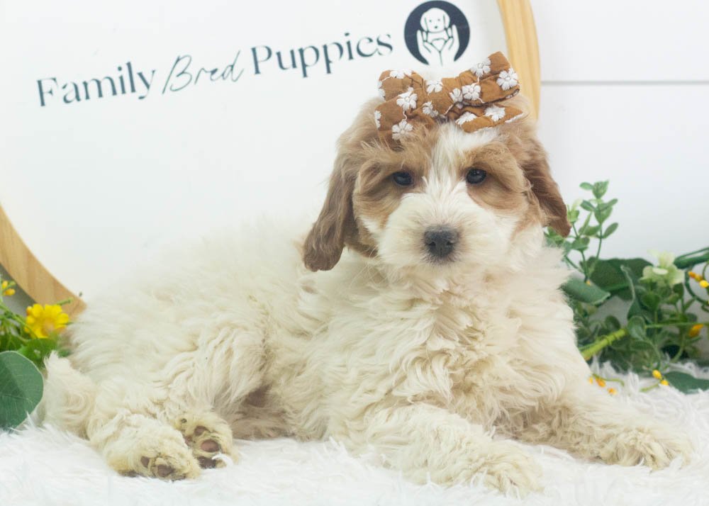 annie goldendoodle for sale(3).jpg