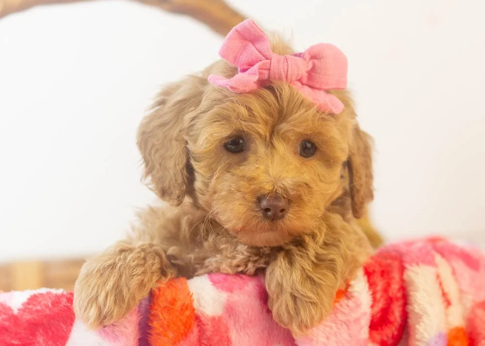 Doug 12-22-25 Indiana 2.52-4.jpg