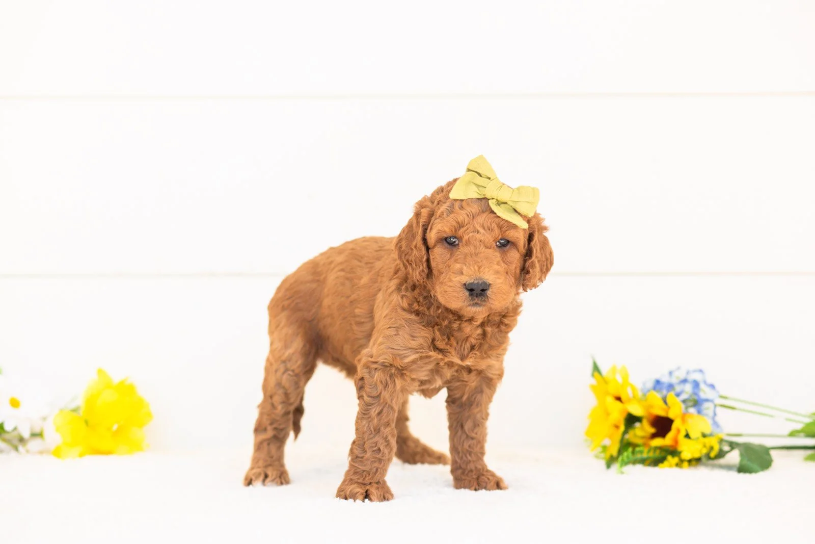 Paprika goldendoodle for sale(1).jpg