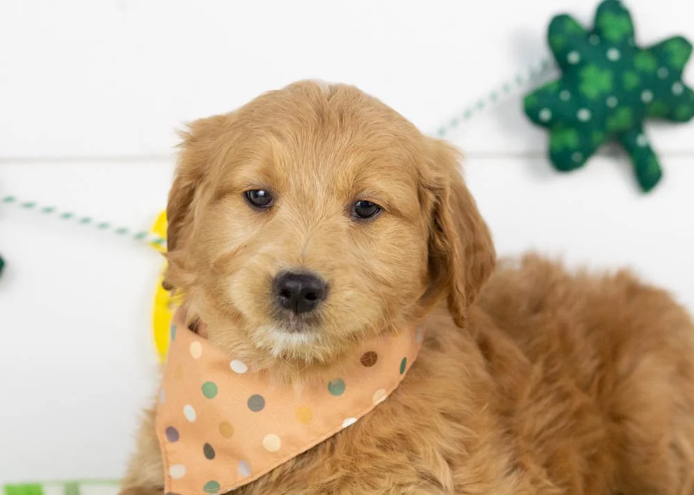 Rolo goldendoodle for sale(2).jpg