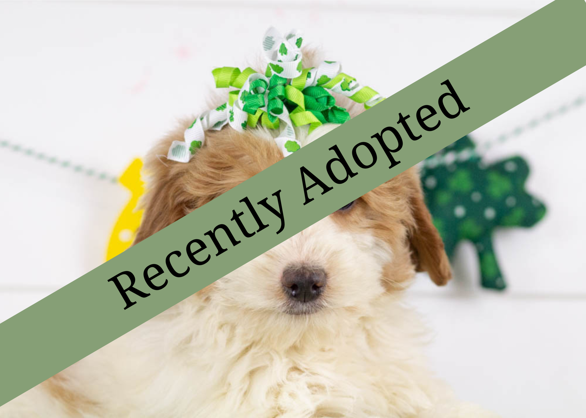 goldendoodle for sale