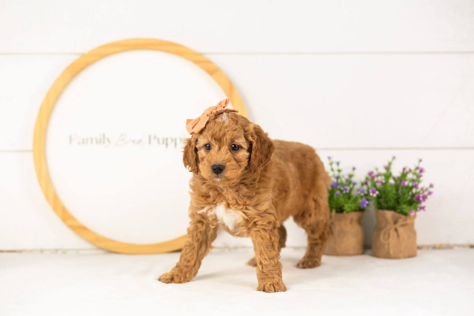Lisa goldendoodle for sale(1).jpg