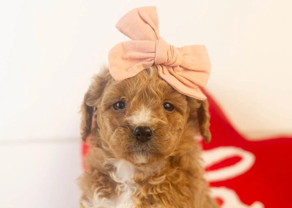 Truffle goldendoodle for sale(2).jpg