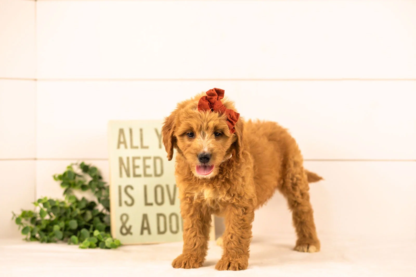 holly goldendoodle for sale.jpg