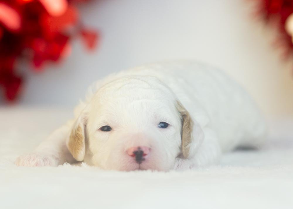 Bentley goldendoodle for sale(2).jpg