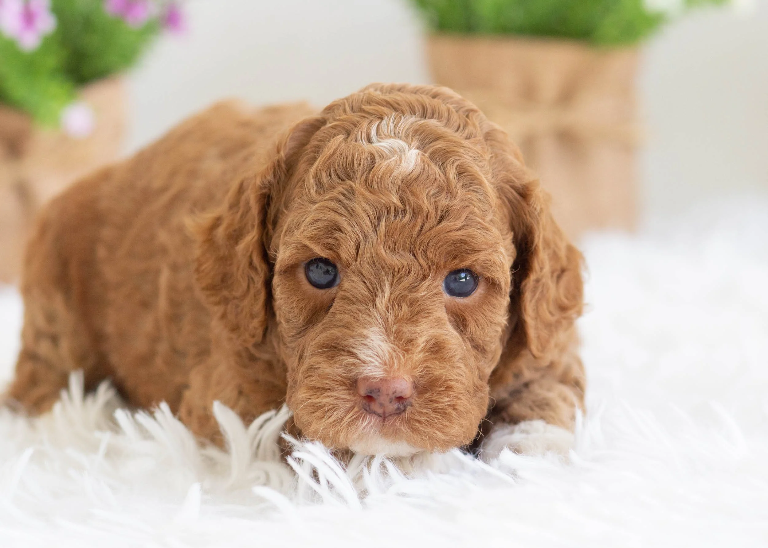 Zinnia Goldendoodle For Sale.jpg
