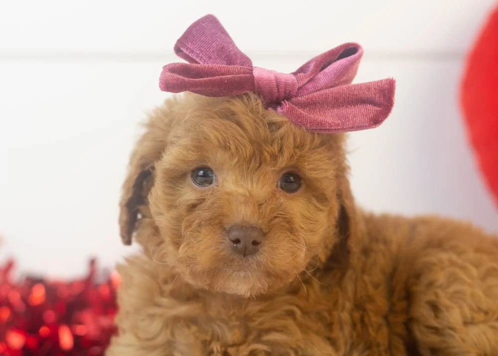 Doug 12-22-25 Virginia 2.76-2.jpg