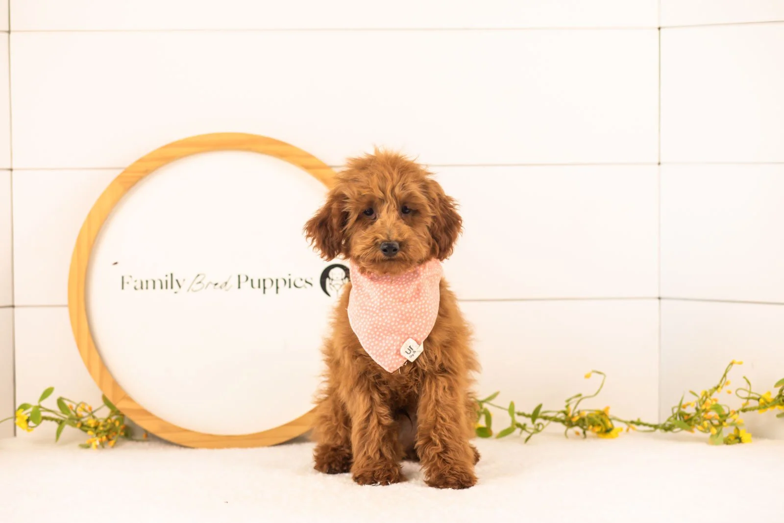 Russell goldendoodle for sale.jpg
