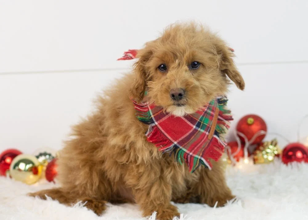 Jacob goldendoodle for sale(1).jpg