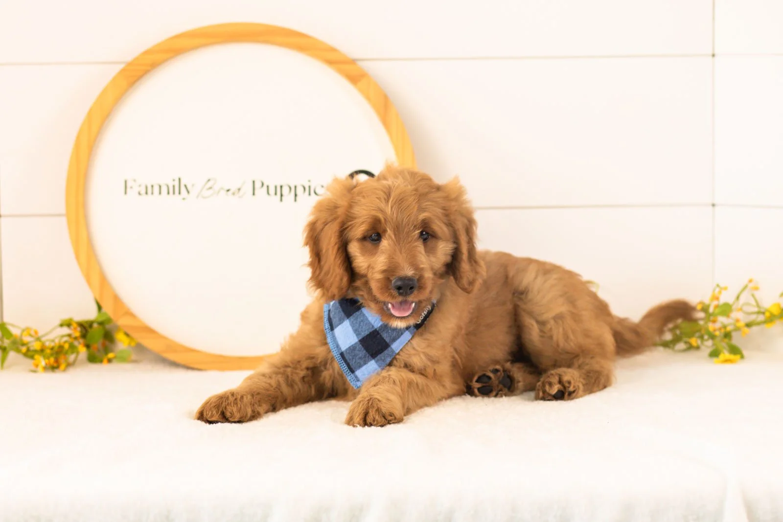 Phil goldendoodle for sale.jpg