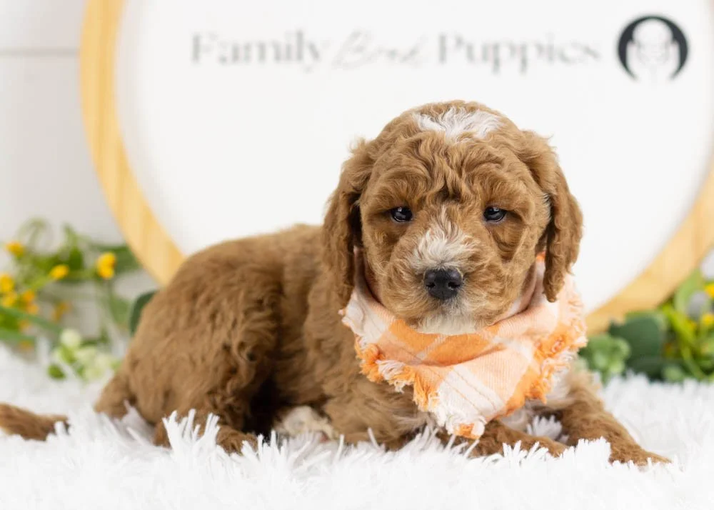 North goldendoodle for sale(2).jpg
