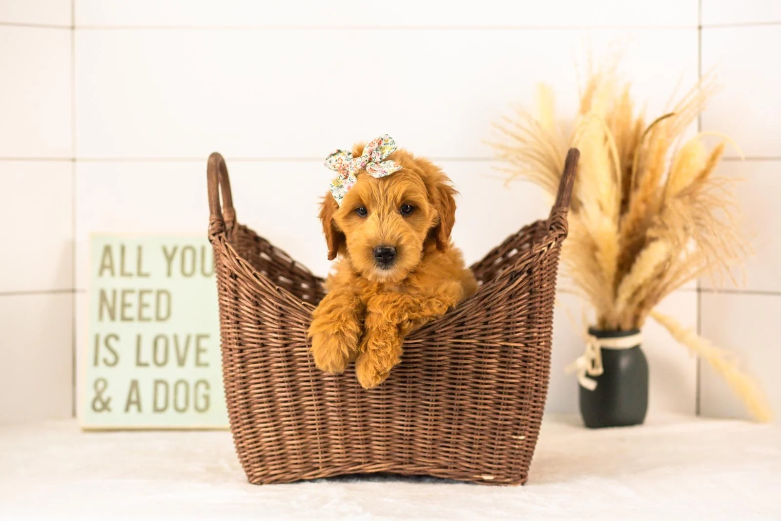 Willow goldendoodle for sale.jpg