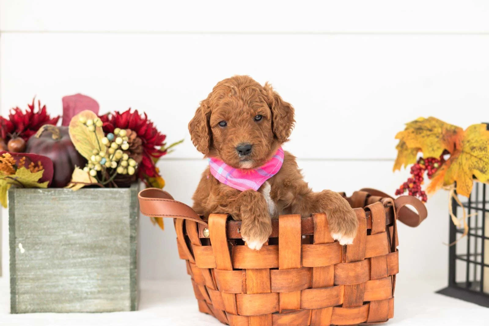 Pooh goldendoodle for sale(1).jpg