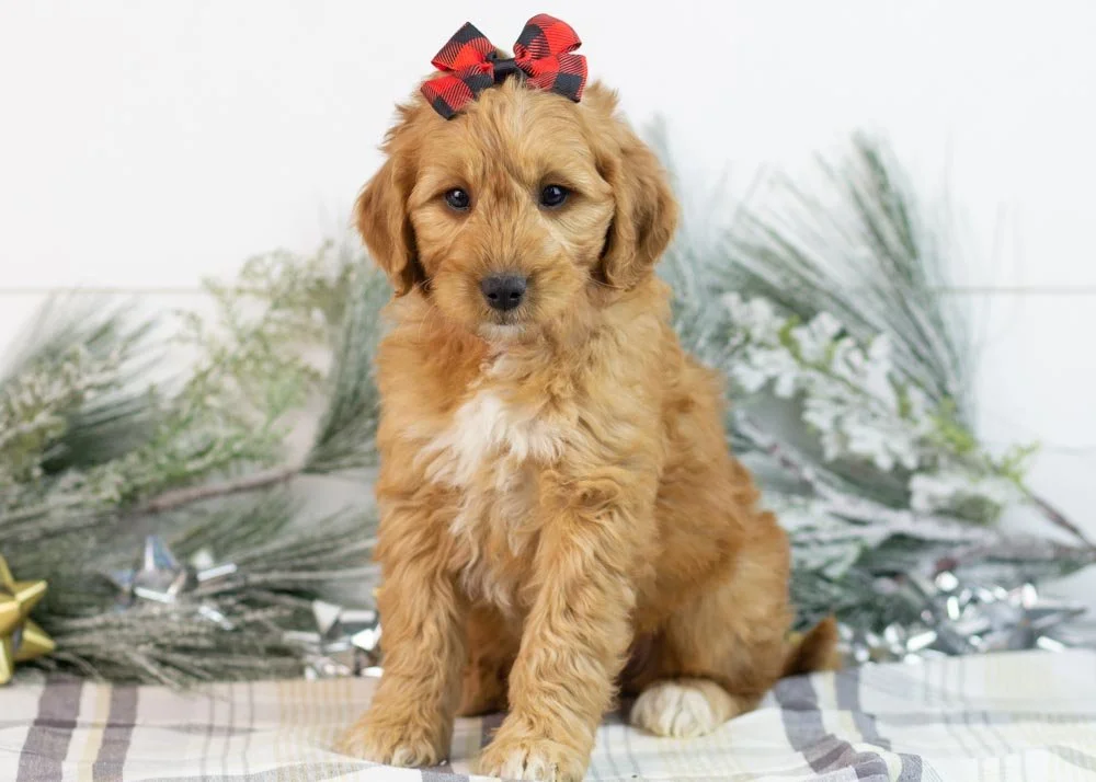 Pistachio goldendoodle for sale.(2).jpg