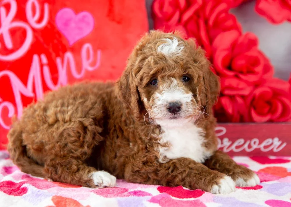 Riff goldendoodle for sale(1).jpg