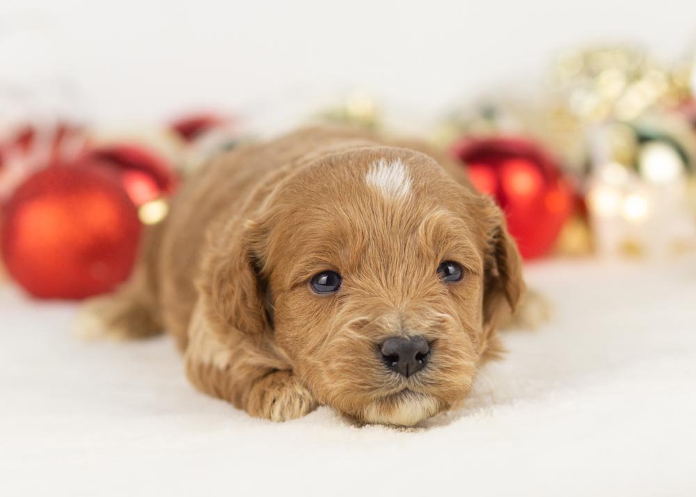 Boone goldendoodle for sale(1).jpg