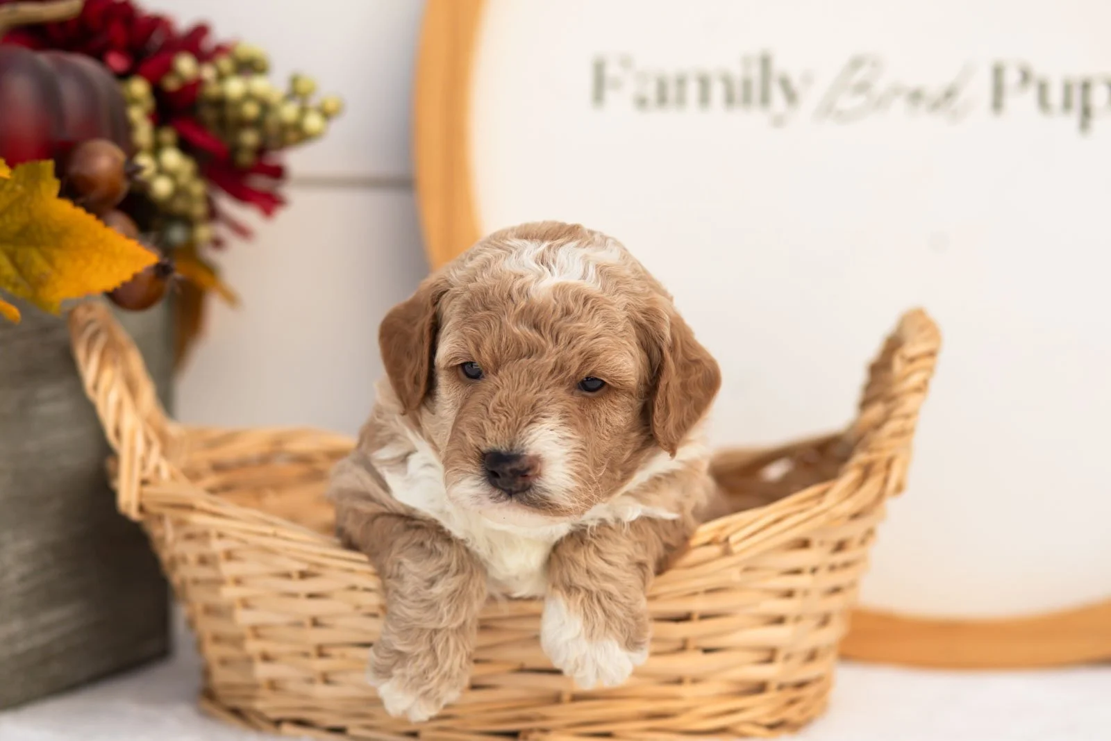 Red Delicious goldendoodle for sale(1).jpg