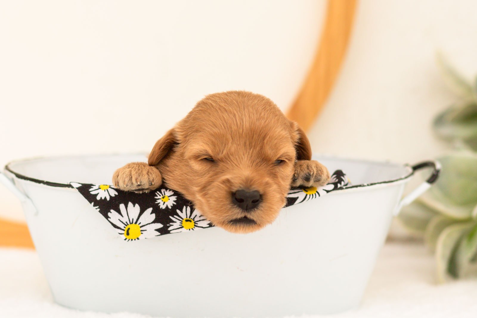 Esme goldendoodle for sale(4).jpg