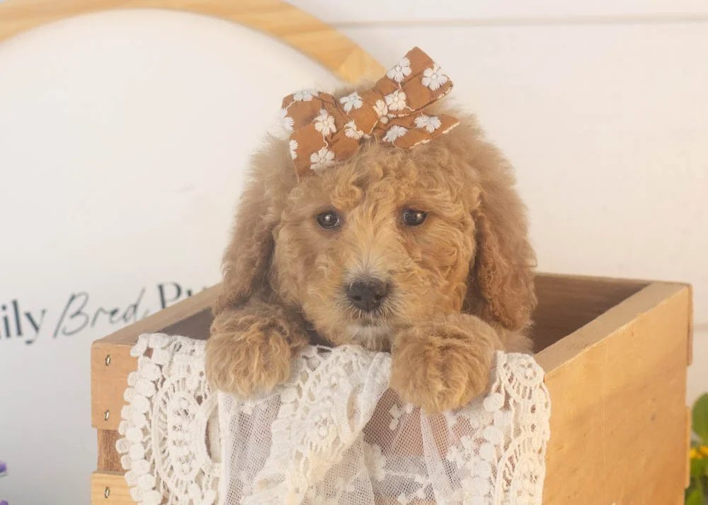 Lindsey goldendoodle for sale(1).jpg