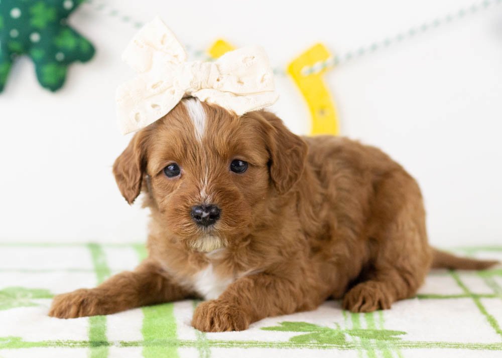 Karen goldendoodle for sale.jpg