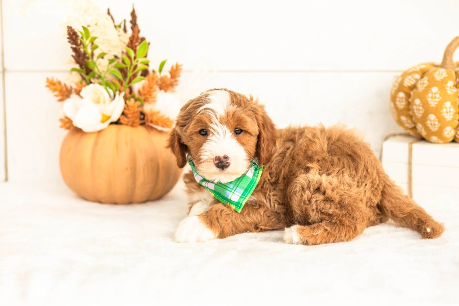 James goldendoodle for sale 5.jpg