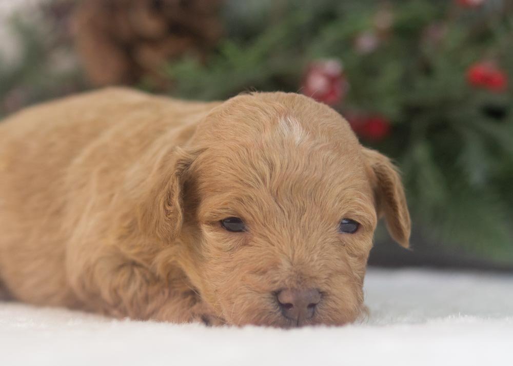 Vermont goldendoodle for sale(2).jpg