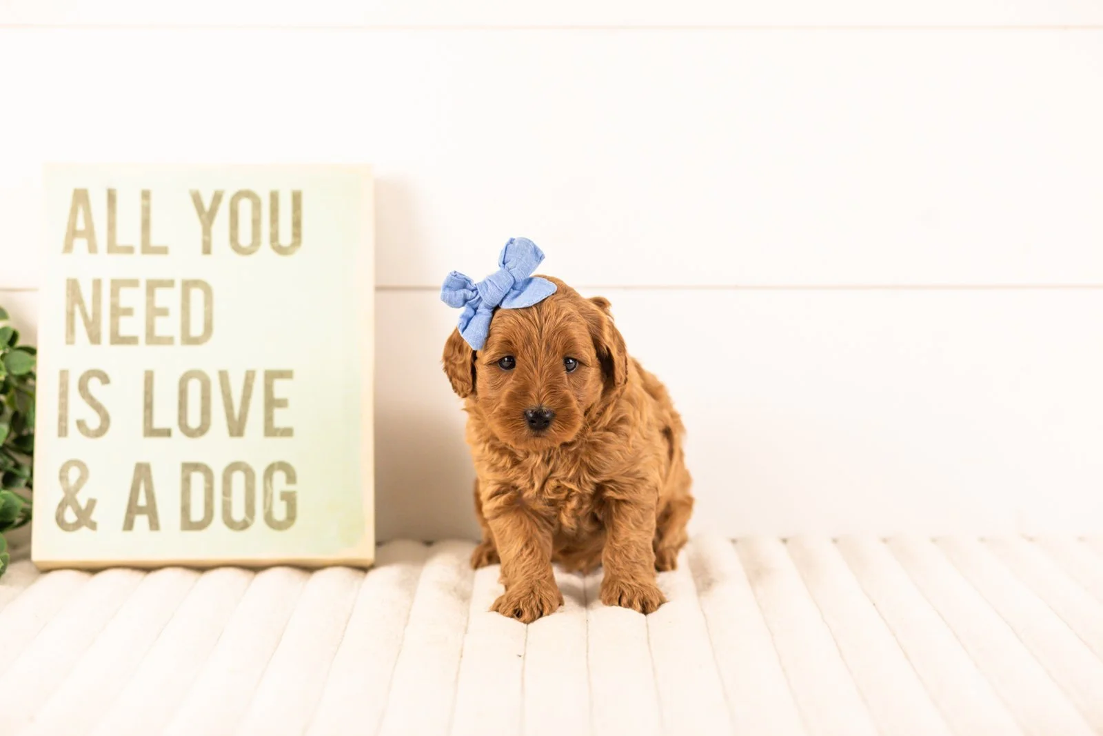 Isabelle goldendoodle for sale(2).jpg