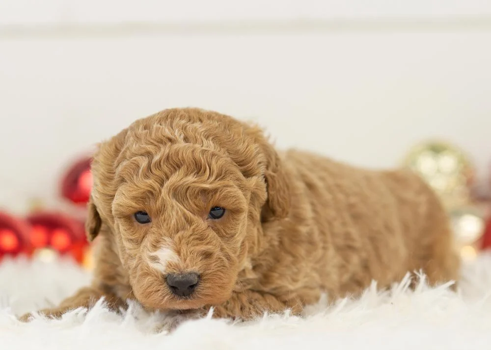 Chilli goldendoodle for sale(2).jpg