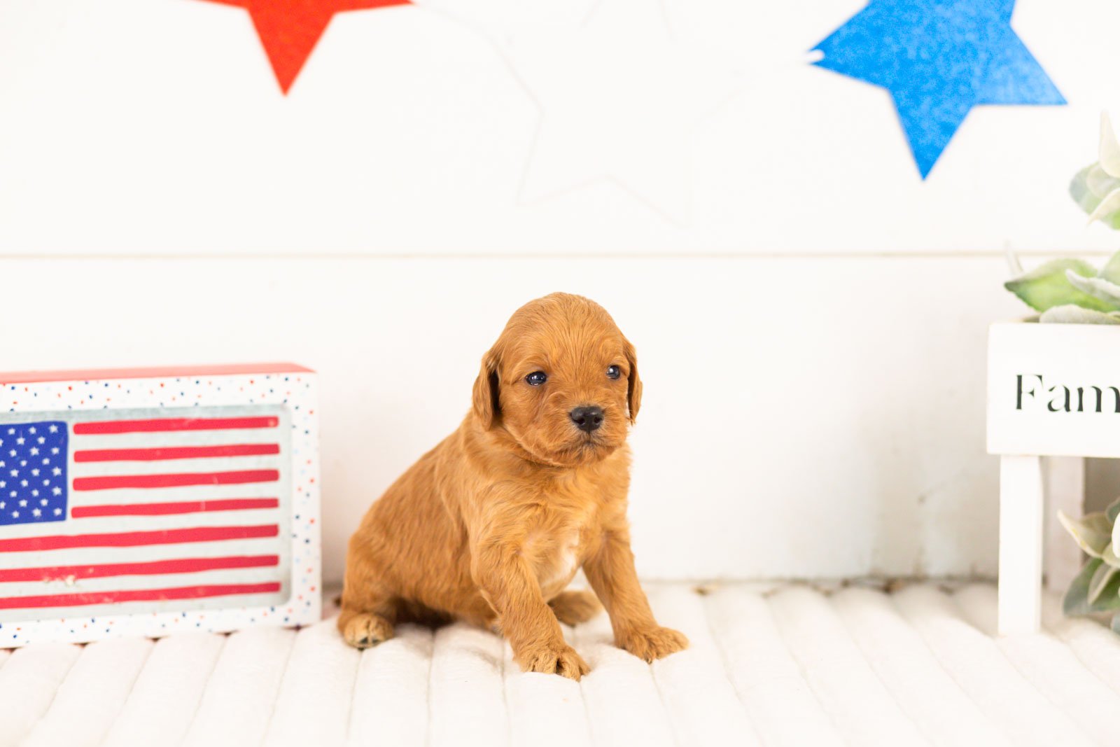 Bryce goldendoodle for sale.jpg